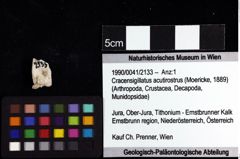 Foto (Objket + Etiketten) von Cracensigillatus acutirostrus (Moericke, 1889) 